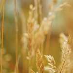 プチなら許せるレベルのＪＤ